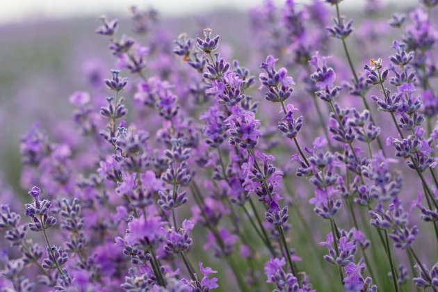 plantes resistents al sol lavanda