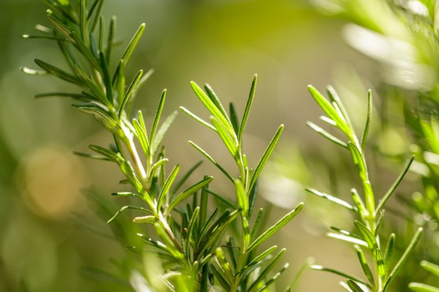 plantas resistentes al sol   romero