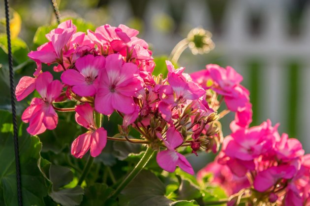 plantes resistents al sol geranis