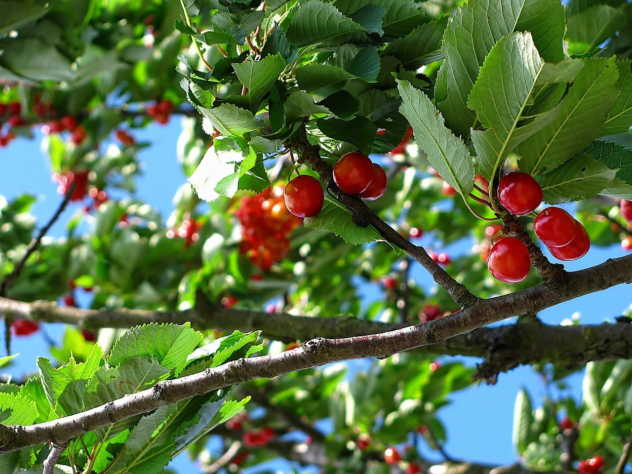 cherry gf3e6e2c4b 1280 cherry gf3e6e2c4b 1280