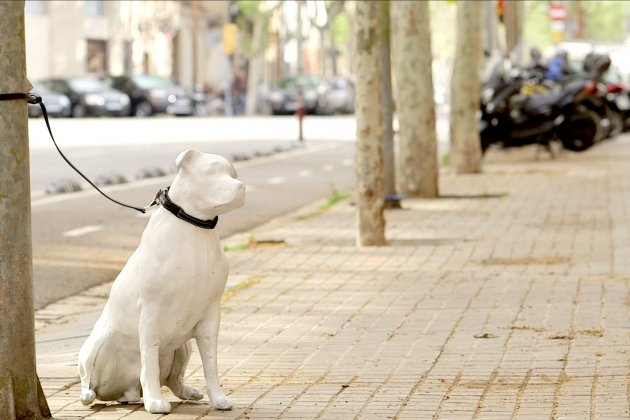 adopció gossos barcelona adopció gossos barcelona