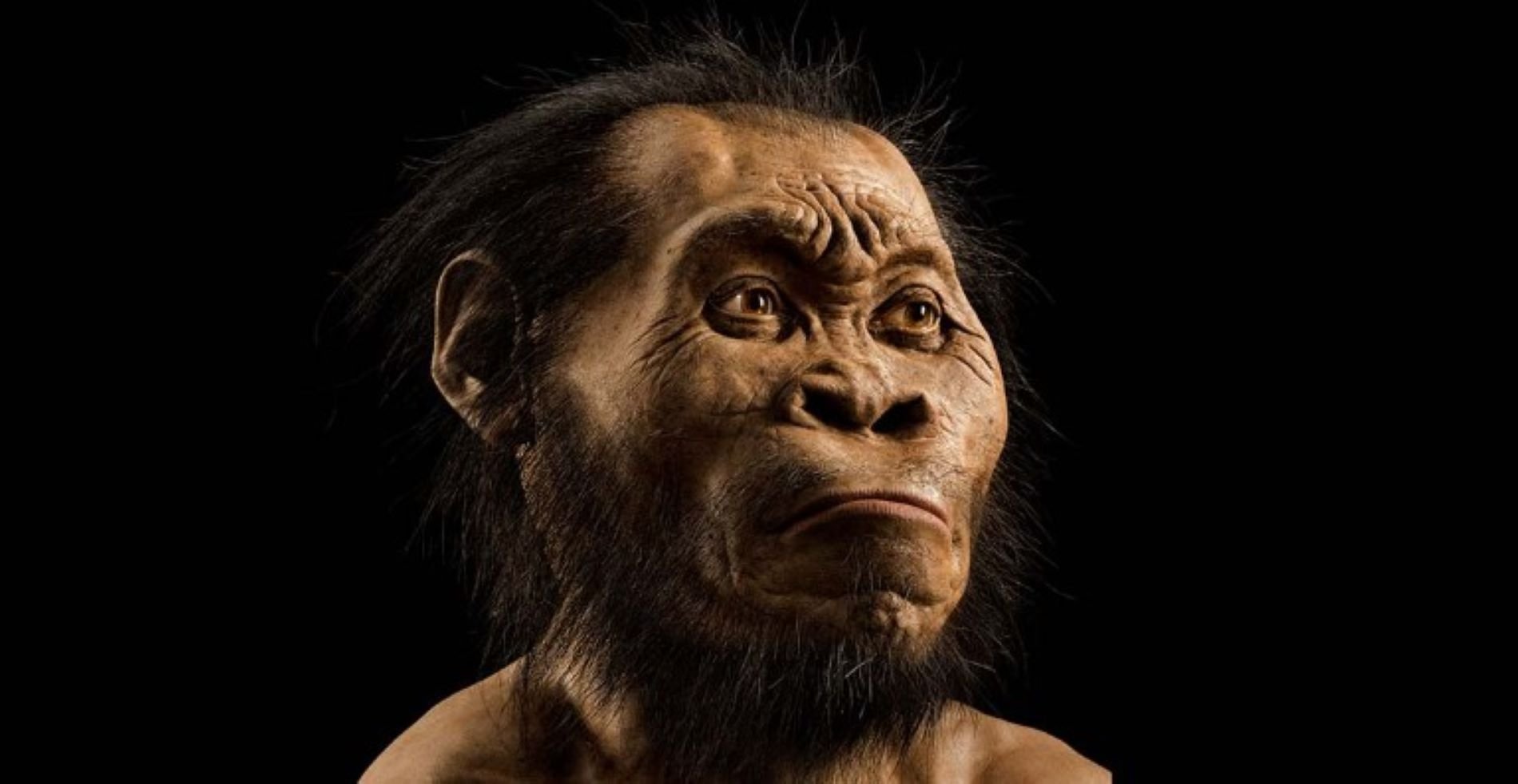 "Homo naledi": l'espècie que enterrava els morts fa 300.000 anys i que altera l'evolució humana