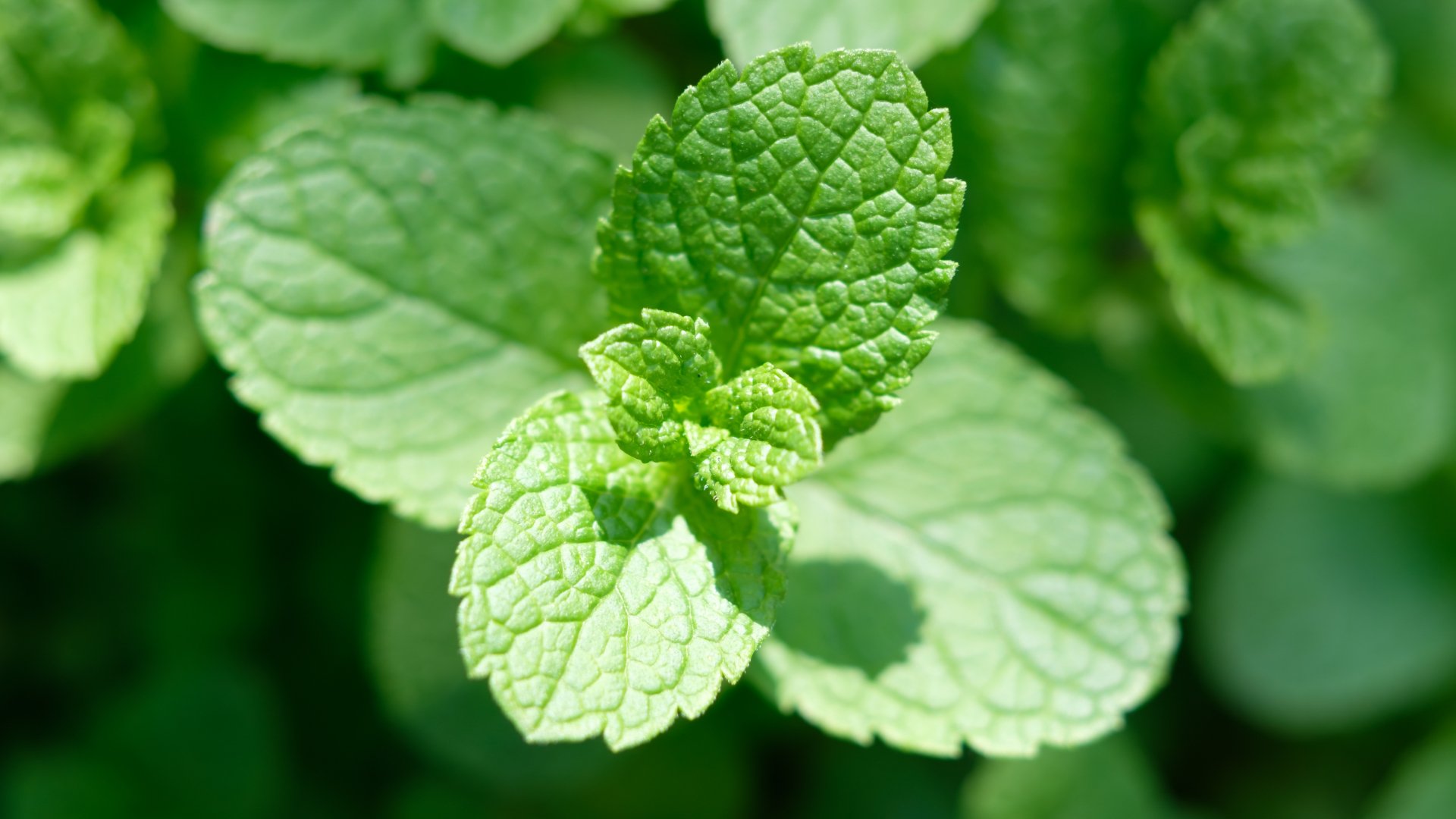 Cómo plantar menta y llenar de frescura tu terraza o jardín