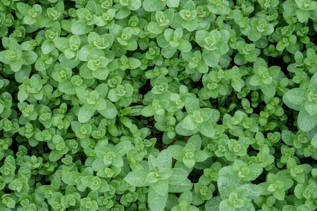 com a plantar menta 2 com a plantar menta 2