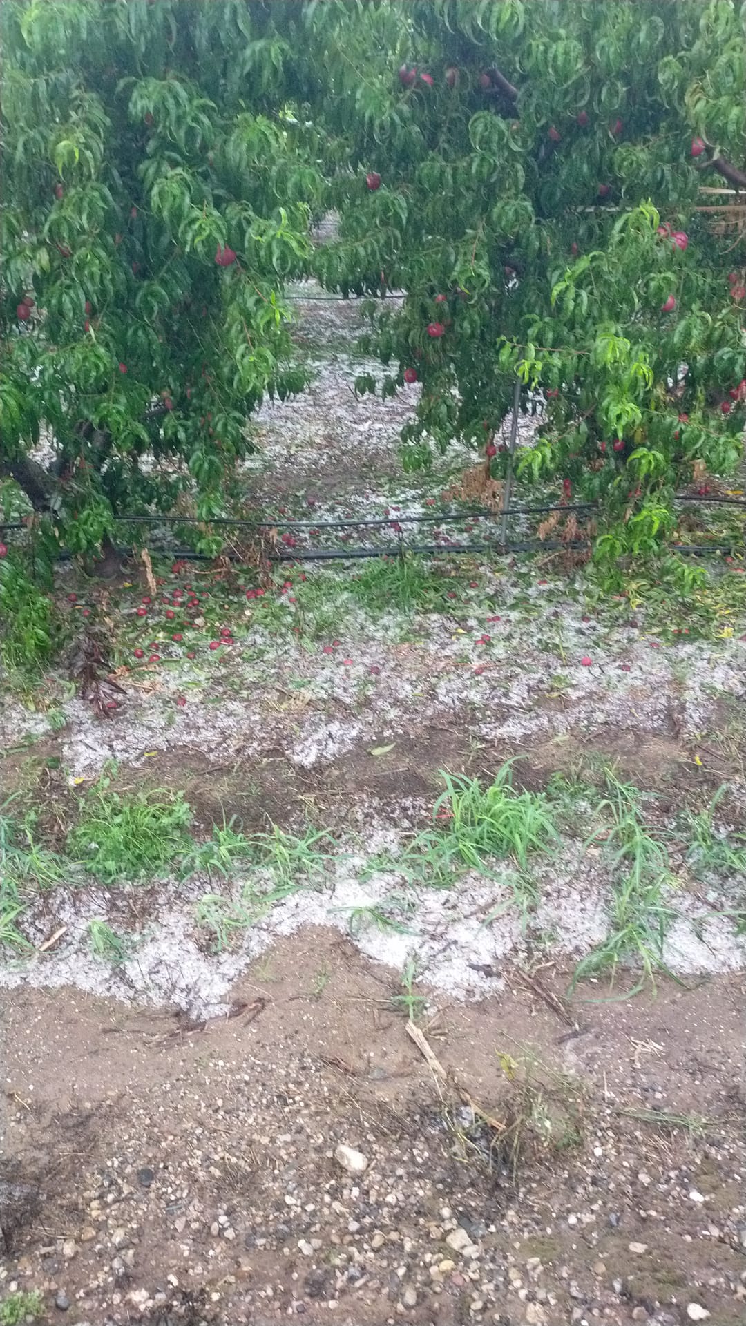 Piedra Torrelameu Fructifica Piedra Torrelameu Fructifica