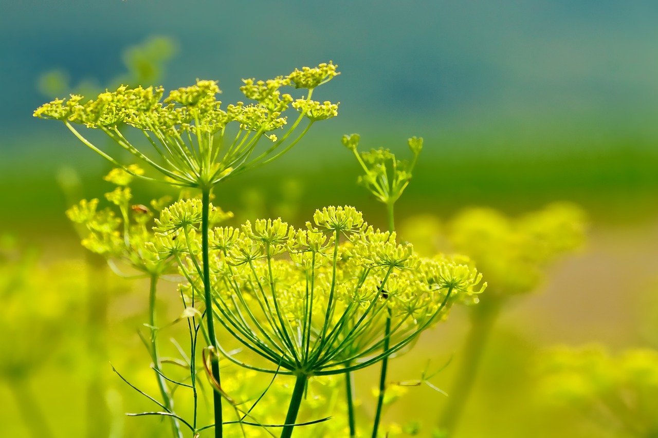 fennel g6596bc660 1280