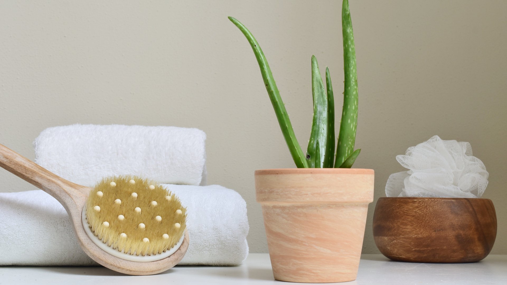 Plantes que absorbeixen la humitat dins de casa de forma natural
