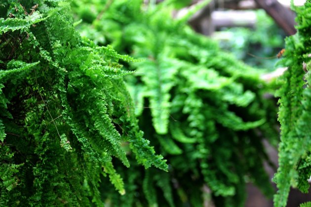 plantas que absorben humedad   helecho de boston
