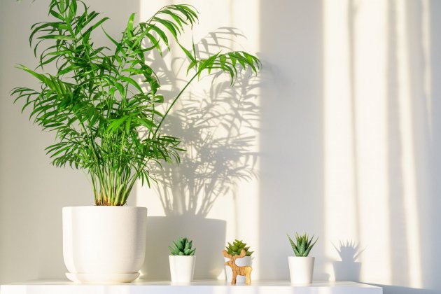 plantas que absorben humedad   palma de bambu