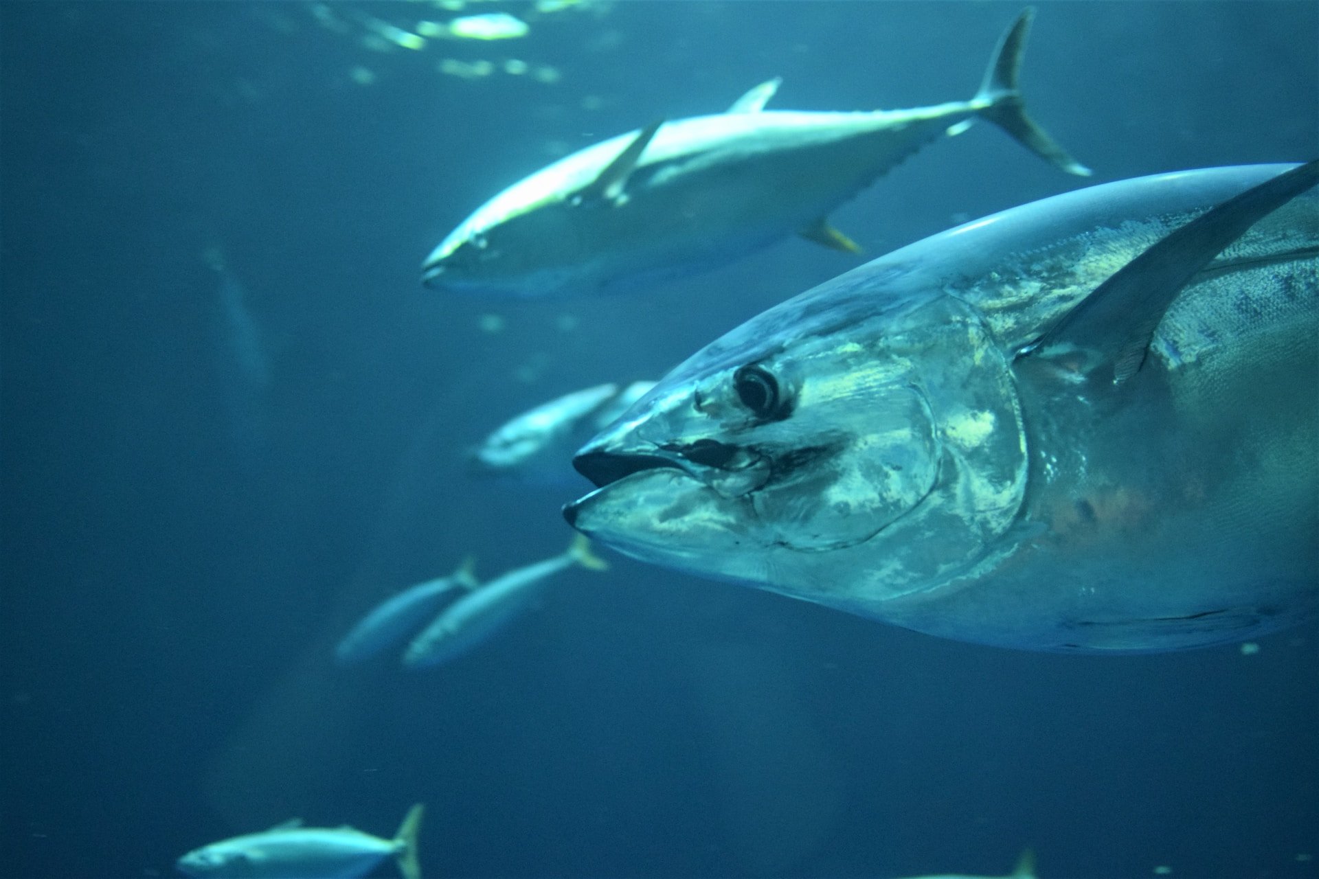 ¿Qué diferencia hay entre bonito del norte y atún? Este es el mejor pescado en conserva