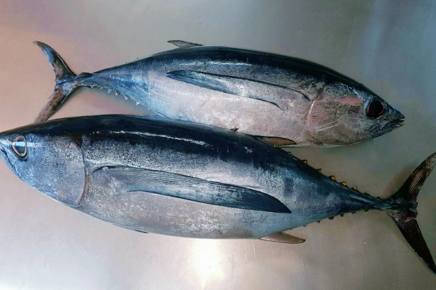 Bonito Bonito
