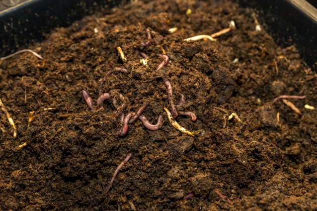 que es el vermicompostaje 3 que es el vermicompostaje 3