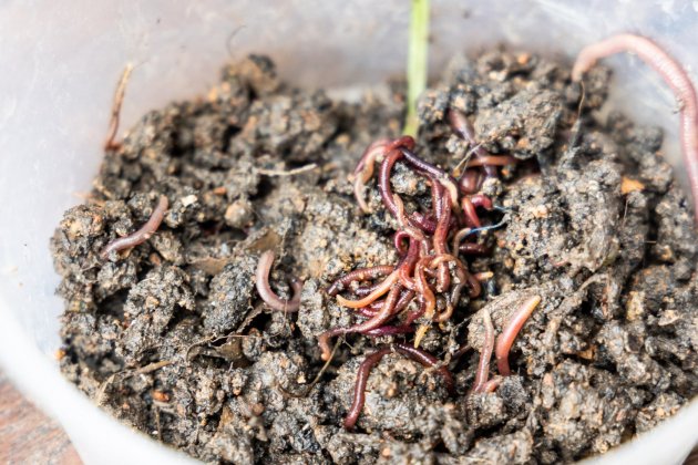 que es el vermicompostaje 4 que es el vermicompostaje 4