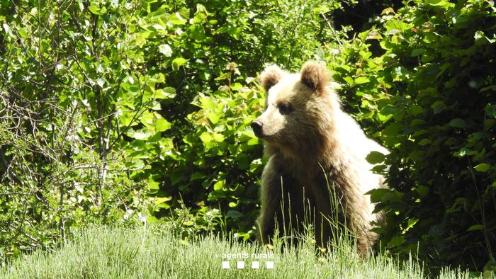 Un oso pirenaico, de paseo por la carretera