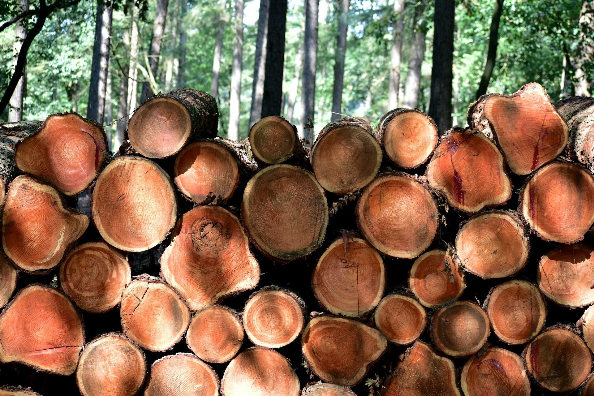 El problema de la tala indiscriminada de árboles