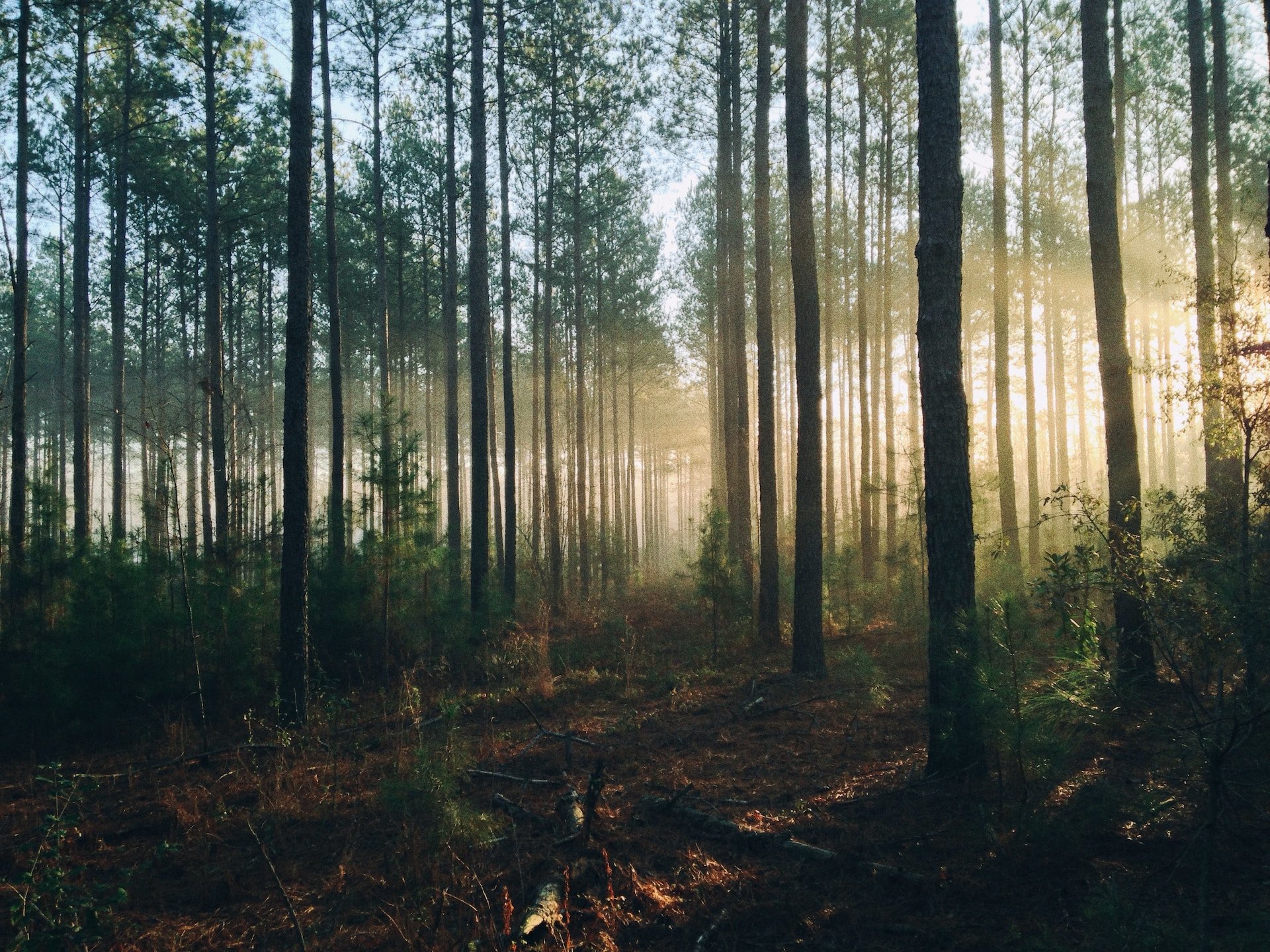 8 razones por las que debemos proteger y preservar nuestros bosques