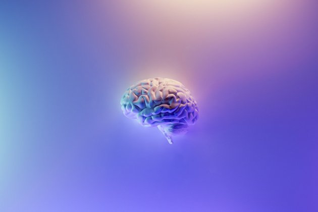 Cerebro Cerebro