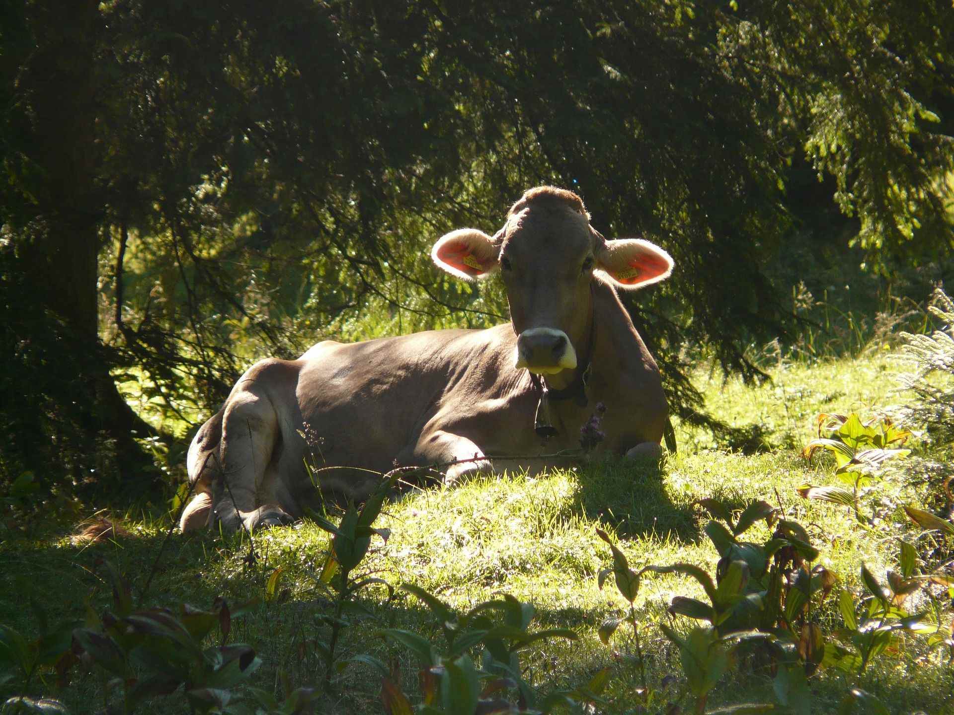 Tres boletaires ferits per l'envestida d'una vaca