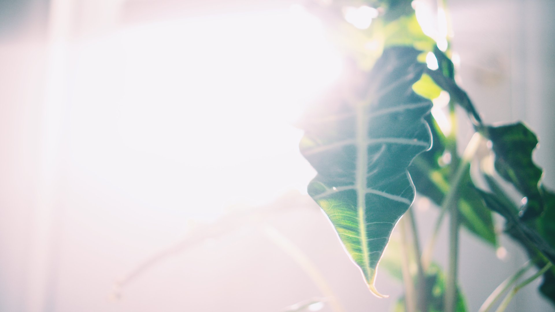 Estos son los cuidados que necesitan tus plantas y flores en verano