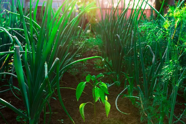 cuidados plantas verano 2