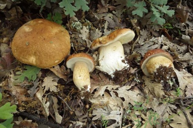 boletus a la primavera boletus a la primavera