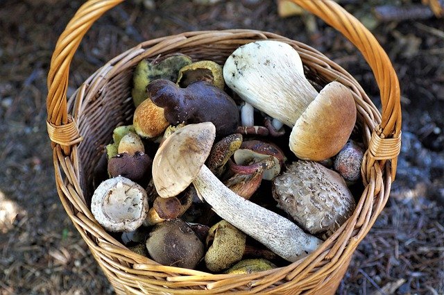 Amb menys pluja i més desestacionalitzada, bolets més tardans