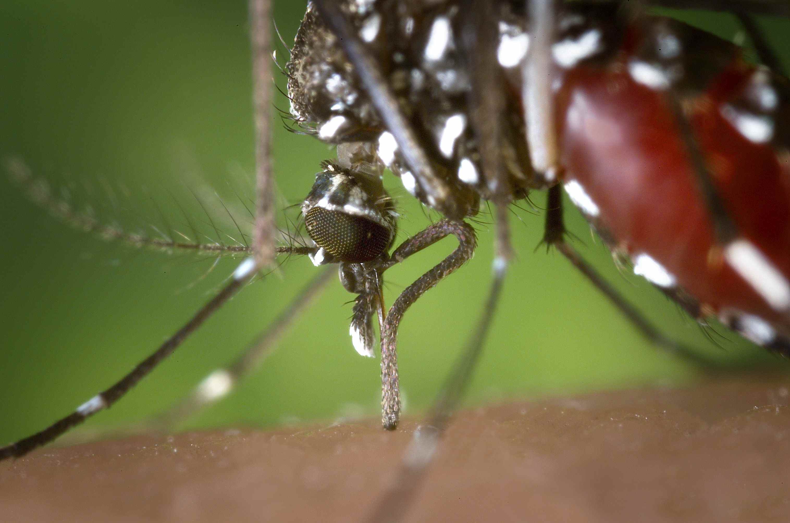 El mosquito tigre coloniza el interior y las islas