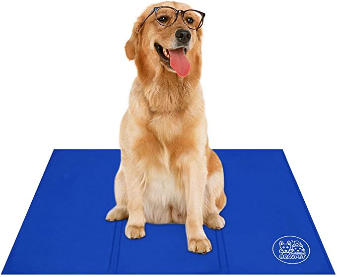 Perro gafas Perro gafas