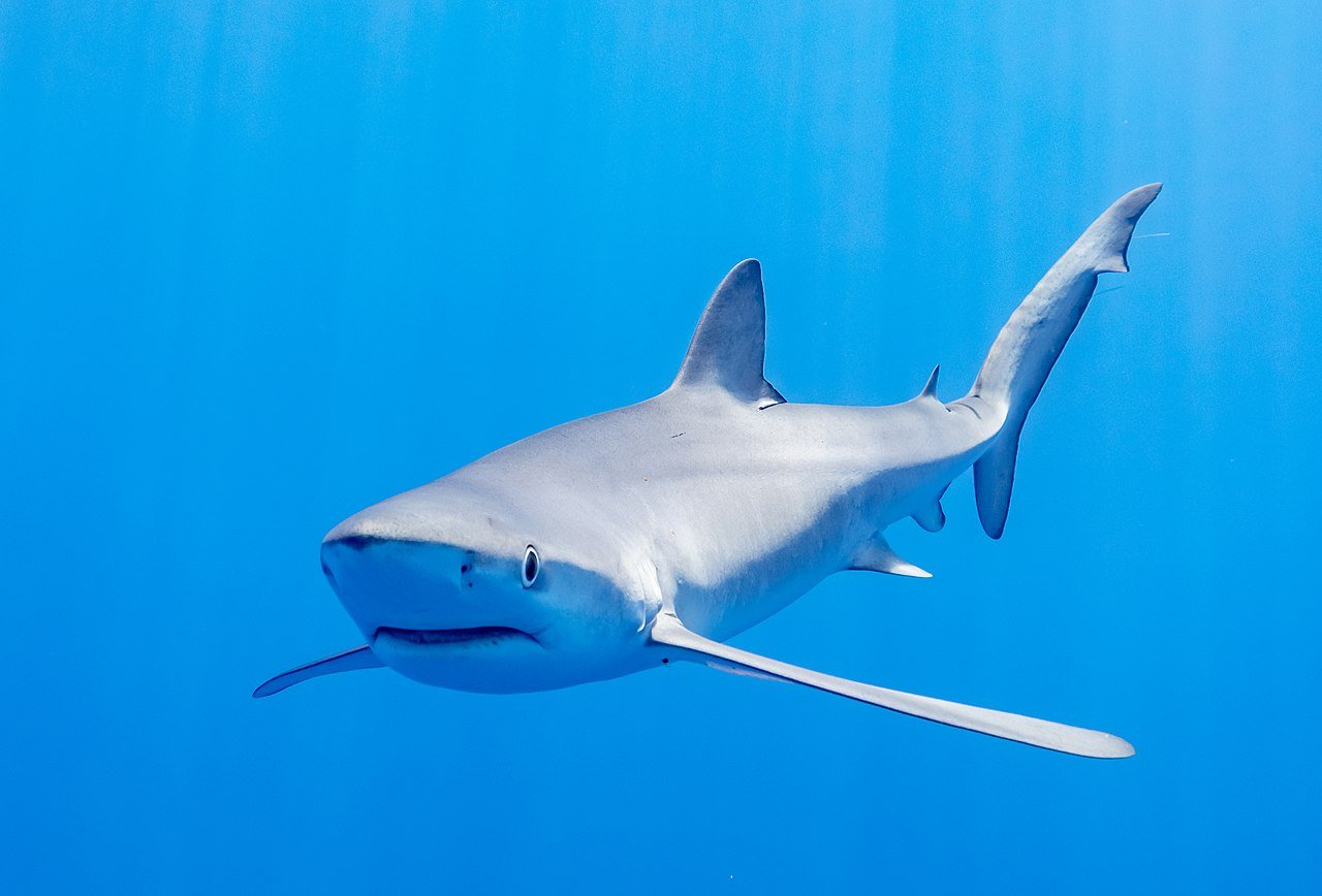 Cierran tres playas catalanas por la presencia de dos tiburones