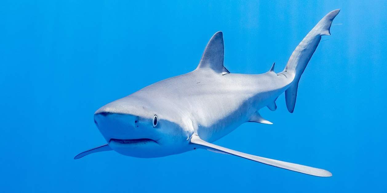 Tibu Rones Cierran tres playas catalanas por la presencia de dos tiburones