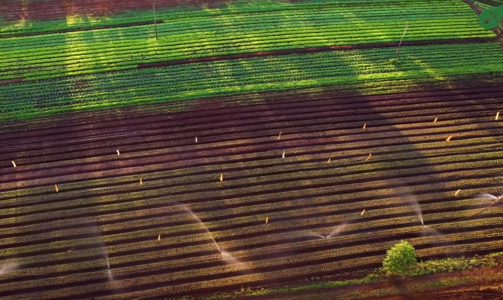 L'IA millora l'eficiència dels sistemes de reg