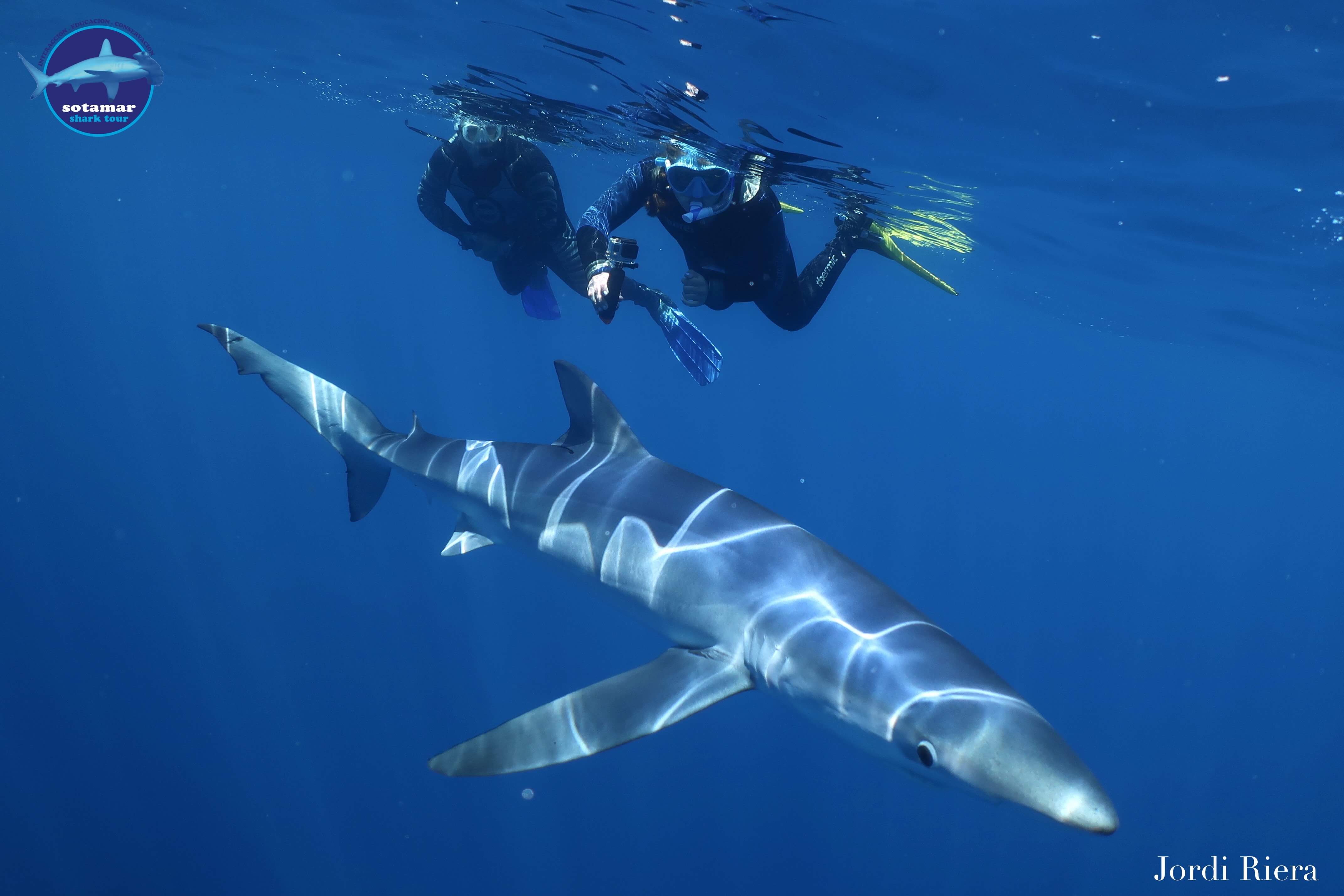 'The Sun' alerta a los turistas británicos por la presencia de tiburones en playas españolas