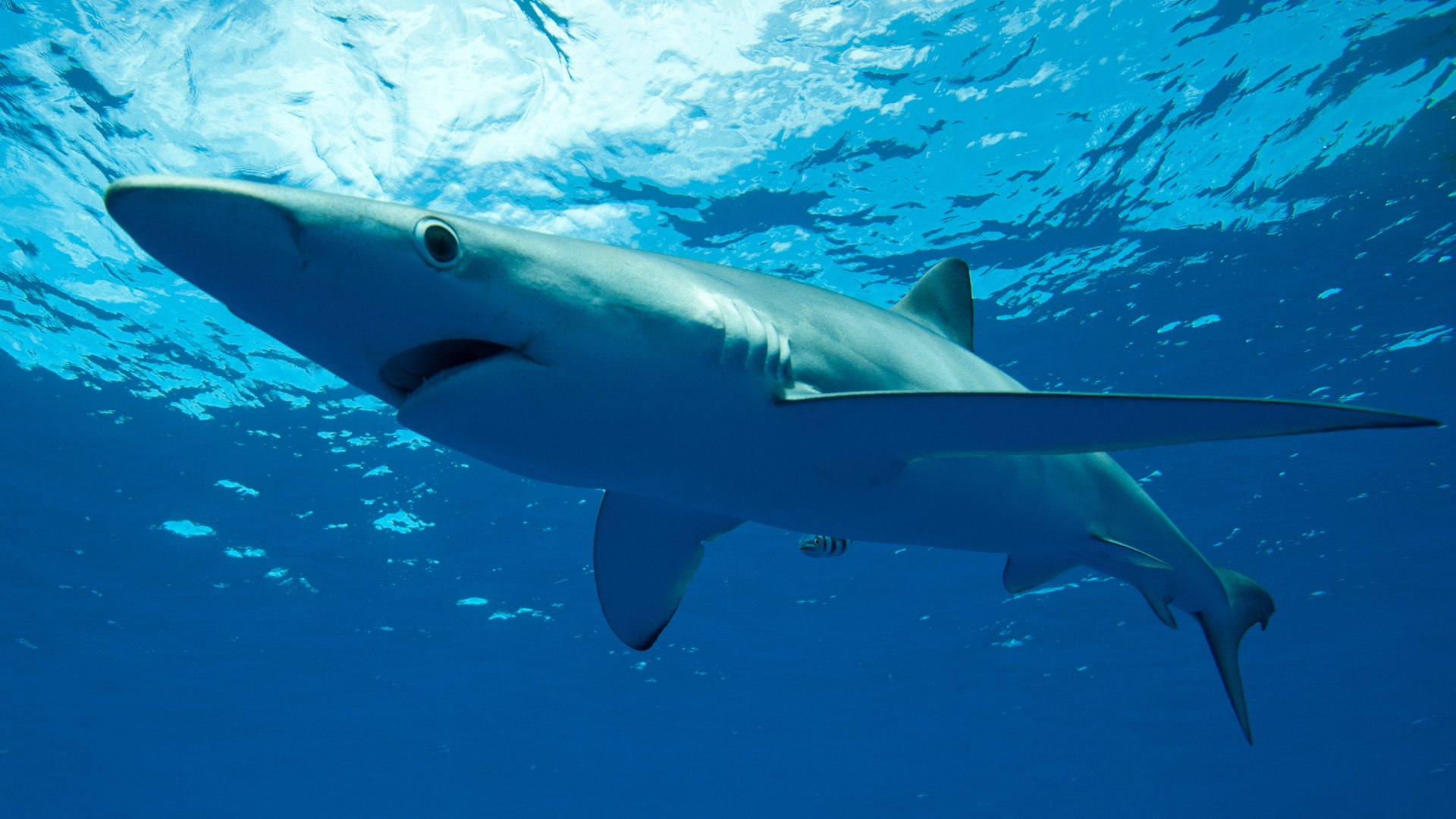 ¿Pueden ser agresivos los tiburones avistados en playas catalanas? Así es la especie que ha llegado a la costa
