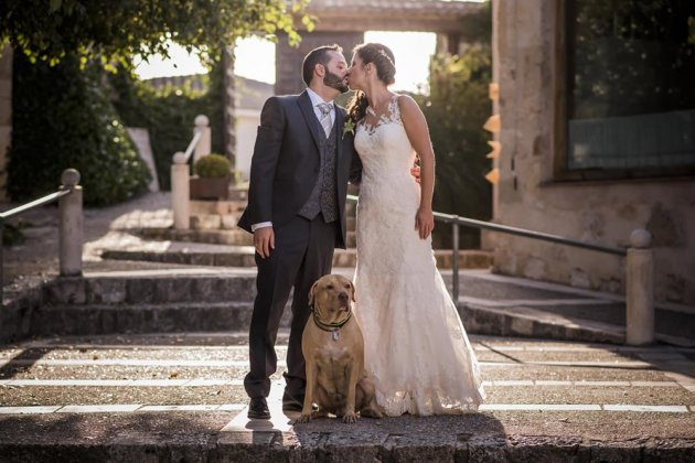 boda perro boda perro
