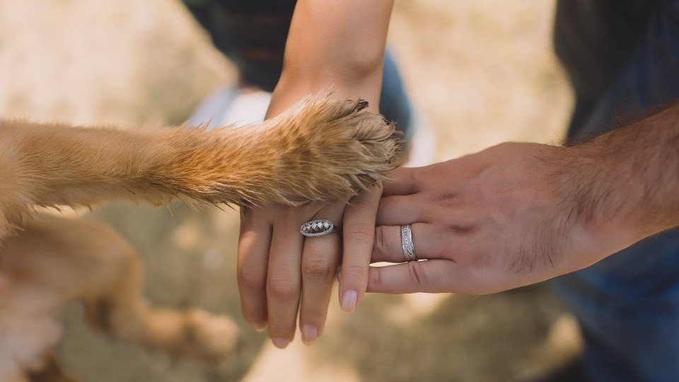 ¿Perros en bodas?
