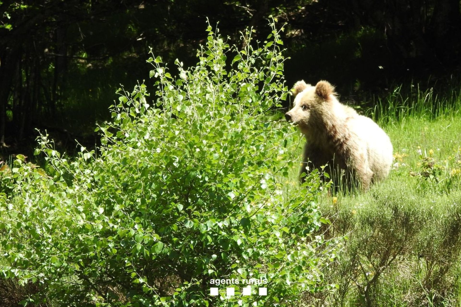 Al oso que merodea por el Alt Àneu le atrajeron con carroña