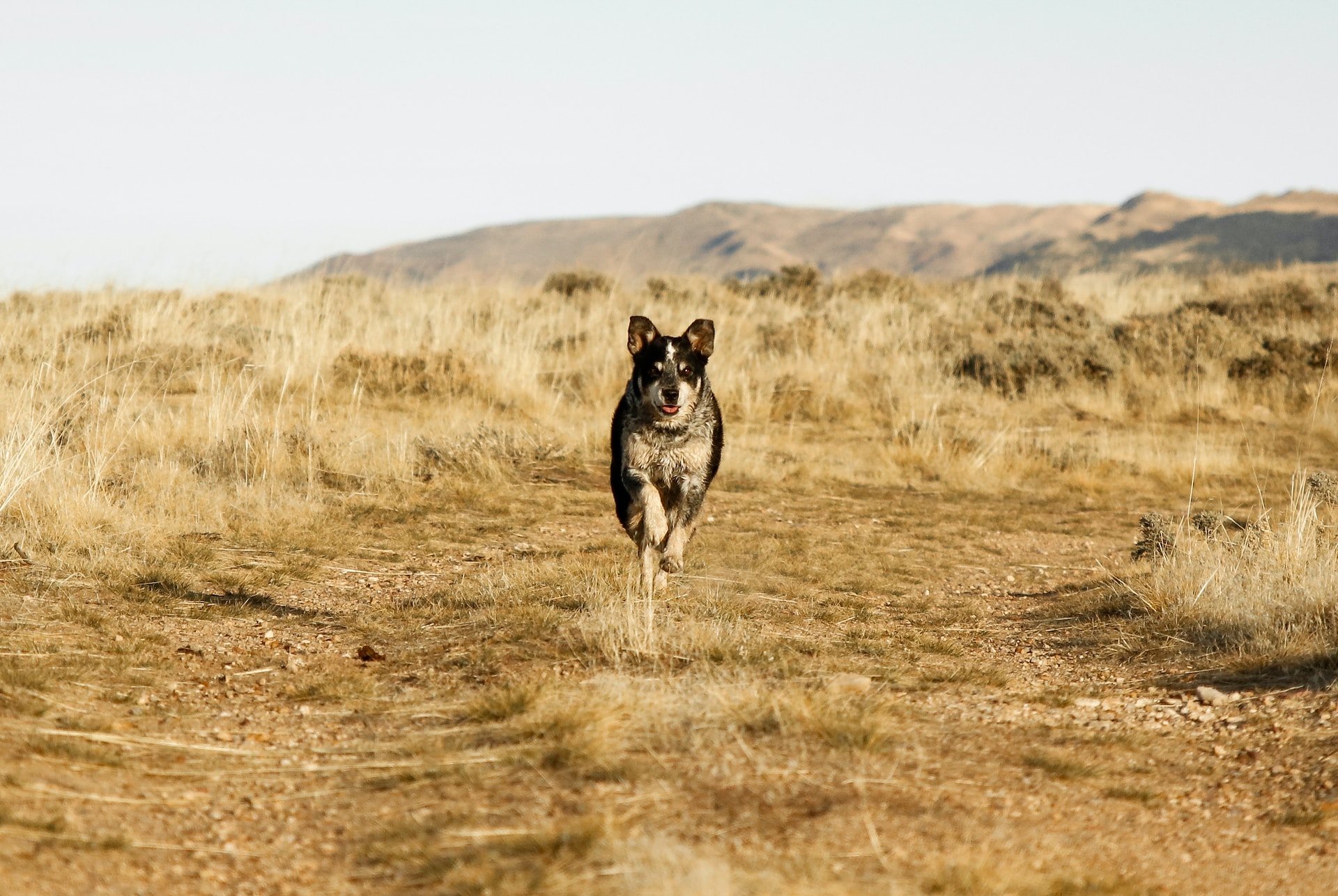 Hacer deporte con tu perro