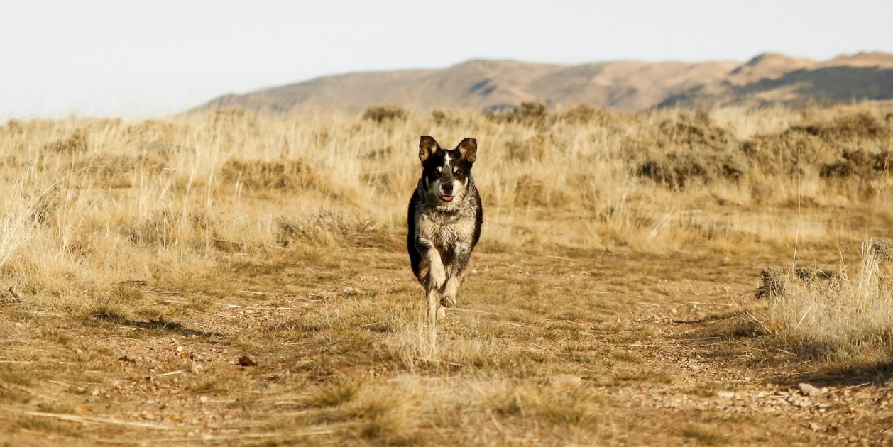 Correr con perros Correr con perros