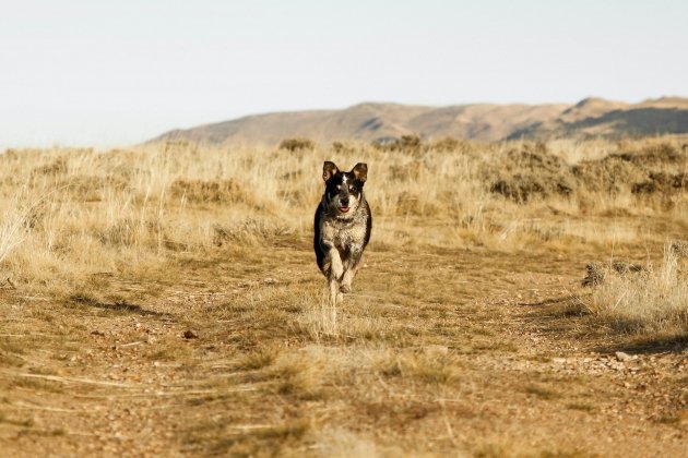 Correr con perros