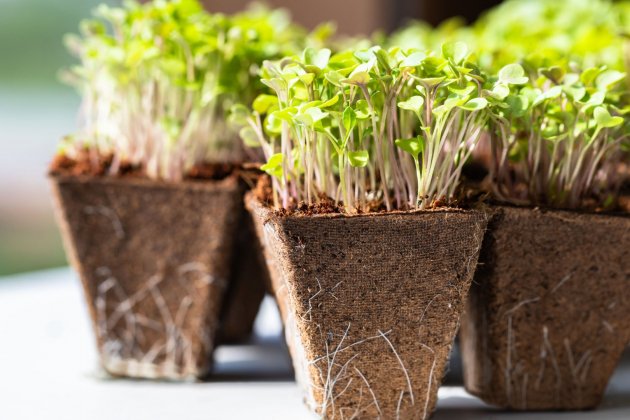 Beneficios de los semilleros: ¿por qué usarlos en vez de sembrar  directamente?