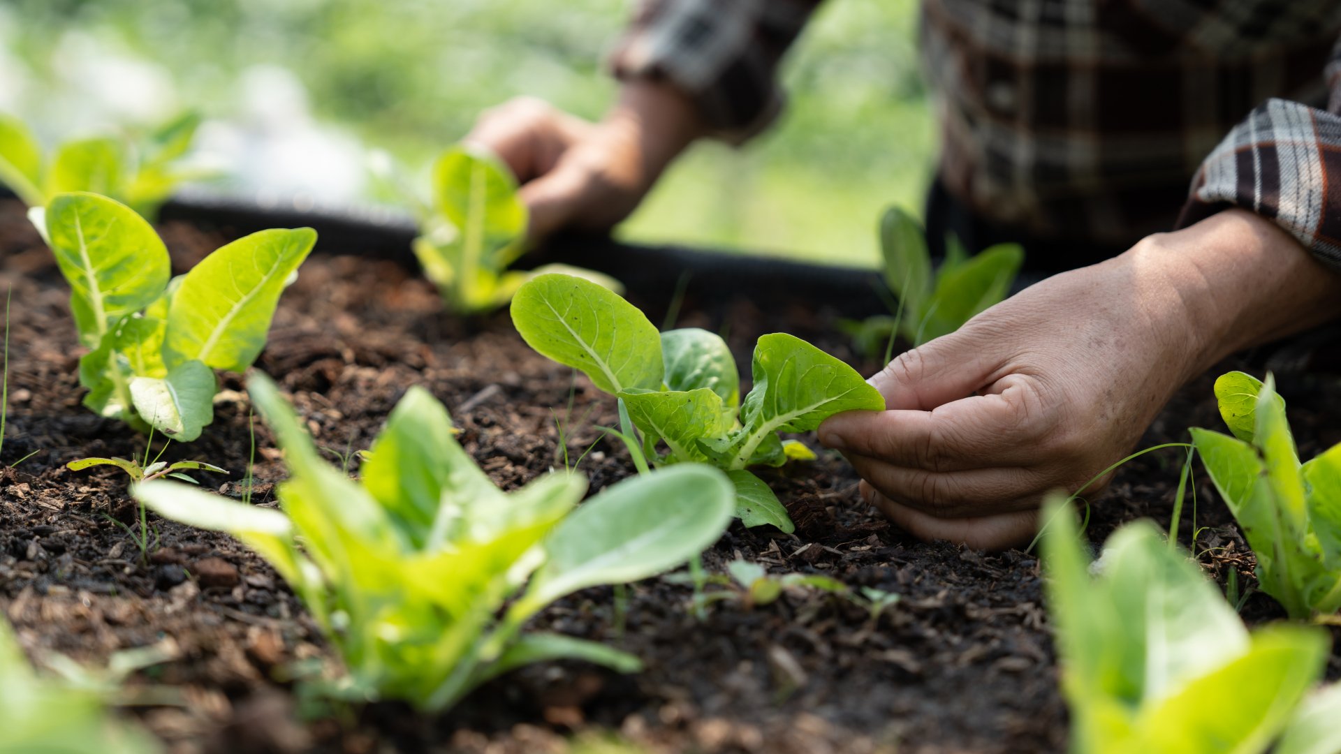 Com plantar en una taula de cultiu: els seus avantatges i desavantatges