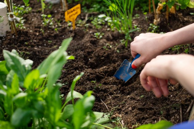 como plantar en una mesa de cultivo 2