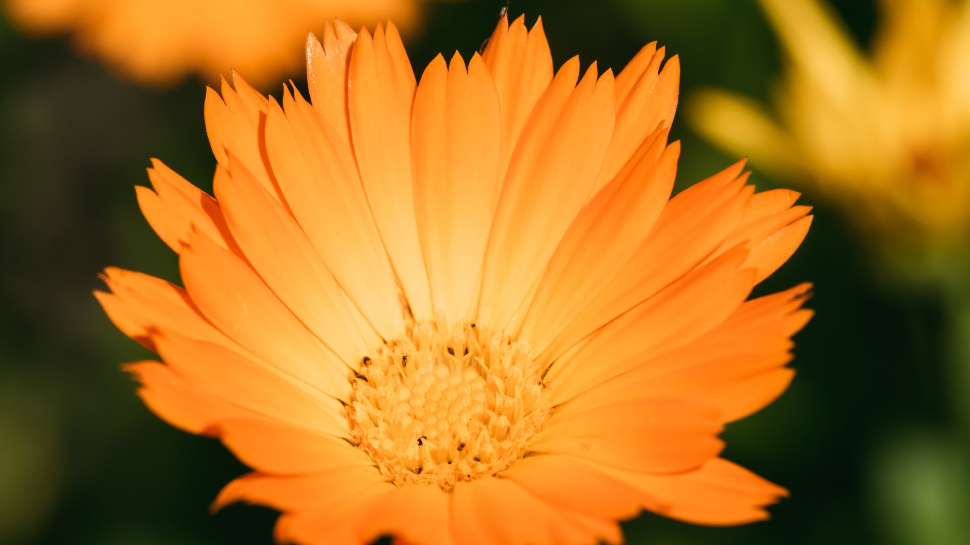 Com plantar calèndula: La flor comestible, preciosa i antiinsectes