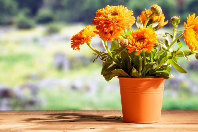 com a plantar calendula 1 com a plantar calendula 1