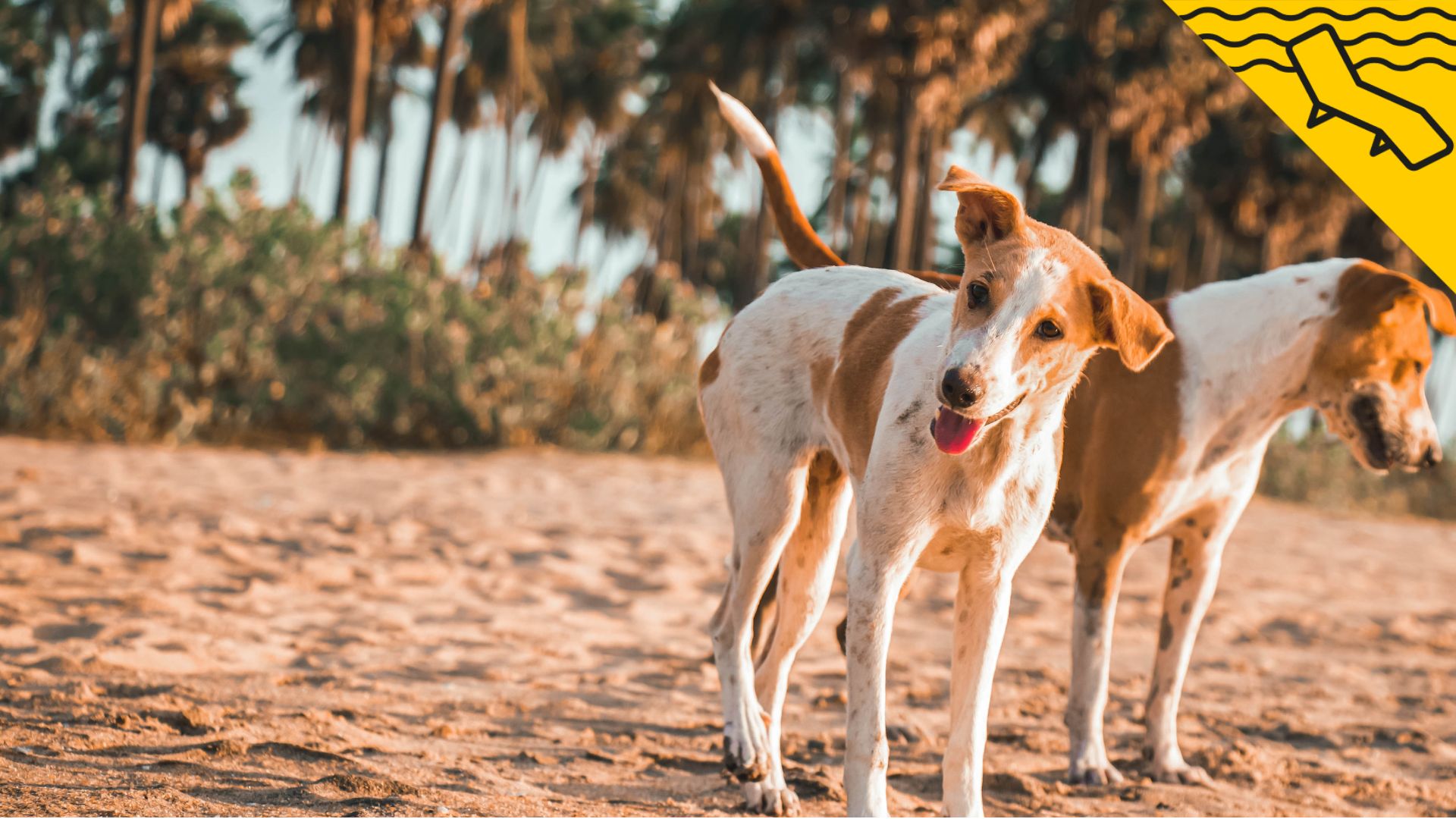 Les millors platges per a gossos de Catalunya: descobreix més de 20 opcions a Barcelona, Girona i Tarragona