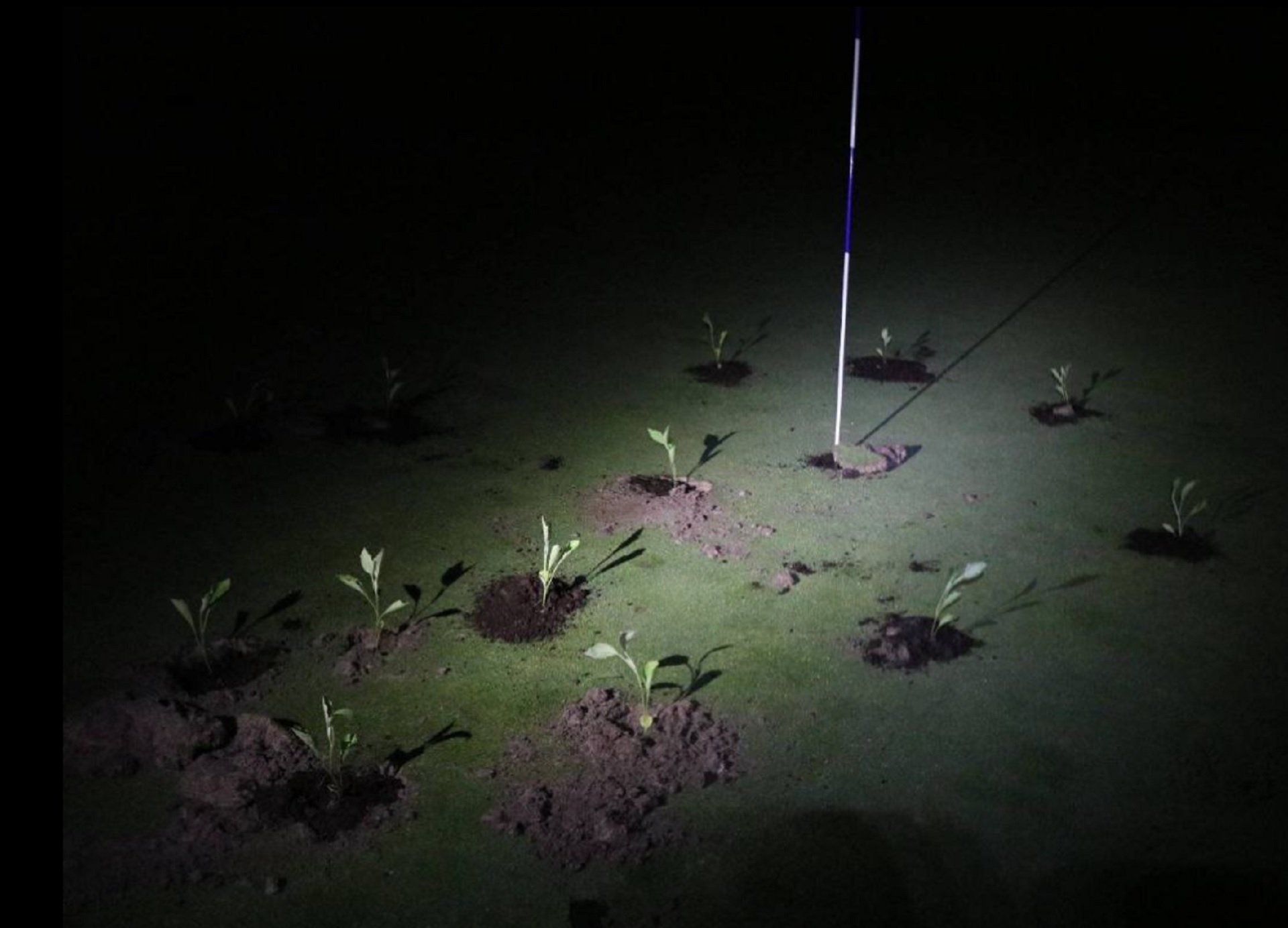 Boicot en los campos de golf: tapan los hoyos con cemento para denunciar el despilfarro de agua