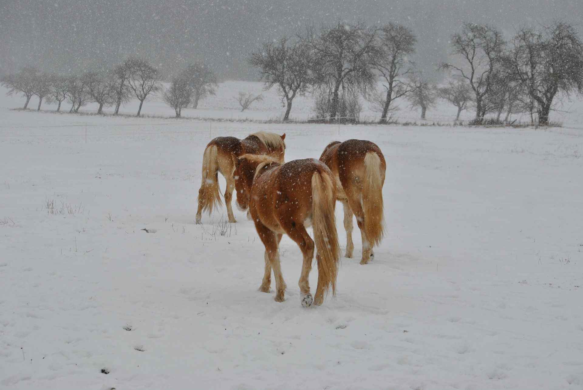 'Sortir a robar cavalls': la duresa literària del Nord