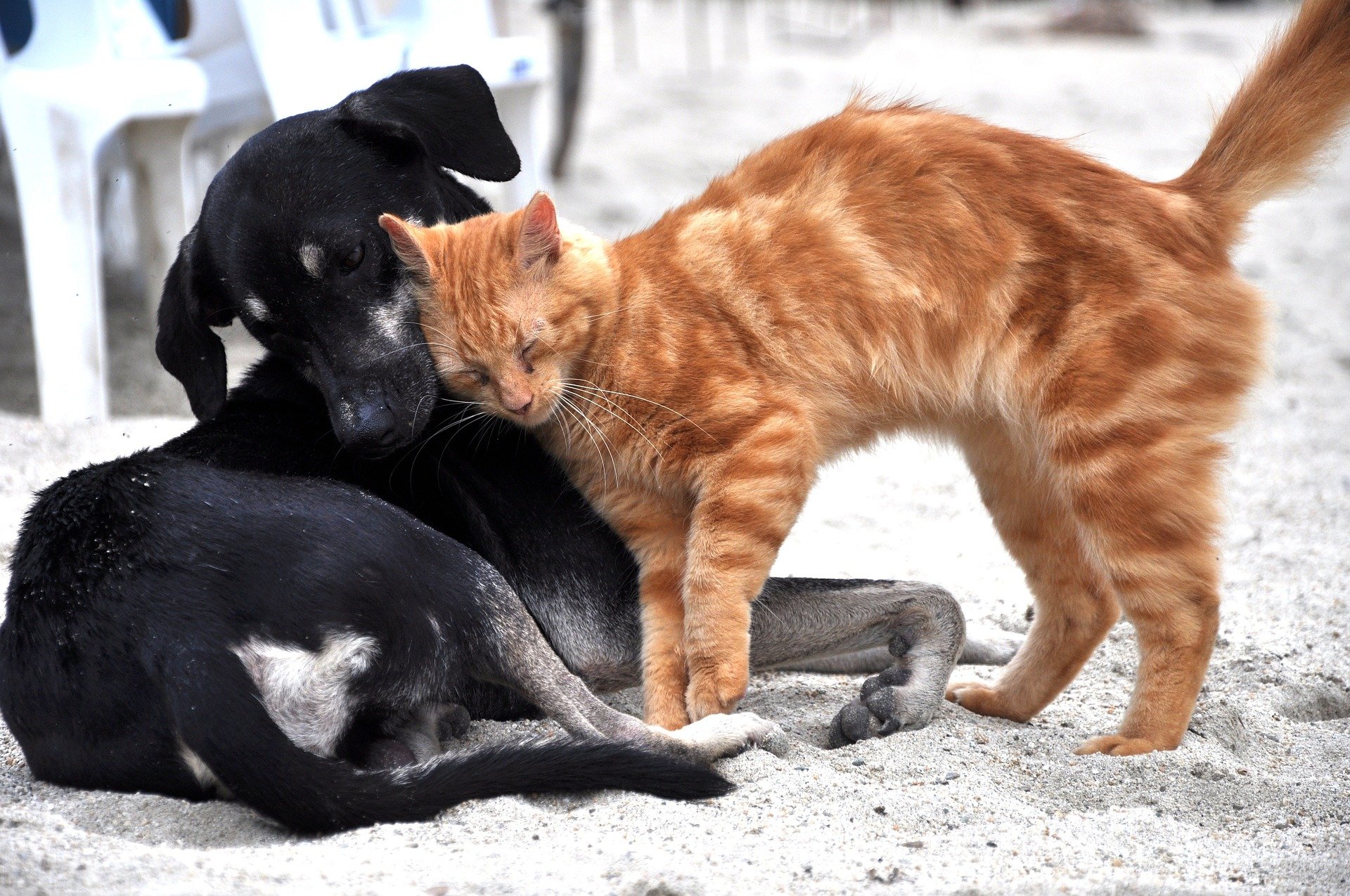 Tener gato es más de izquierdas: la relación entre ideología y mascotas, según el CEO