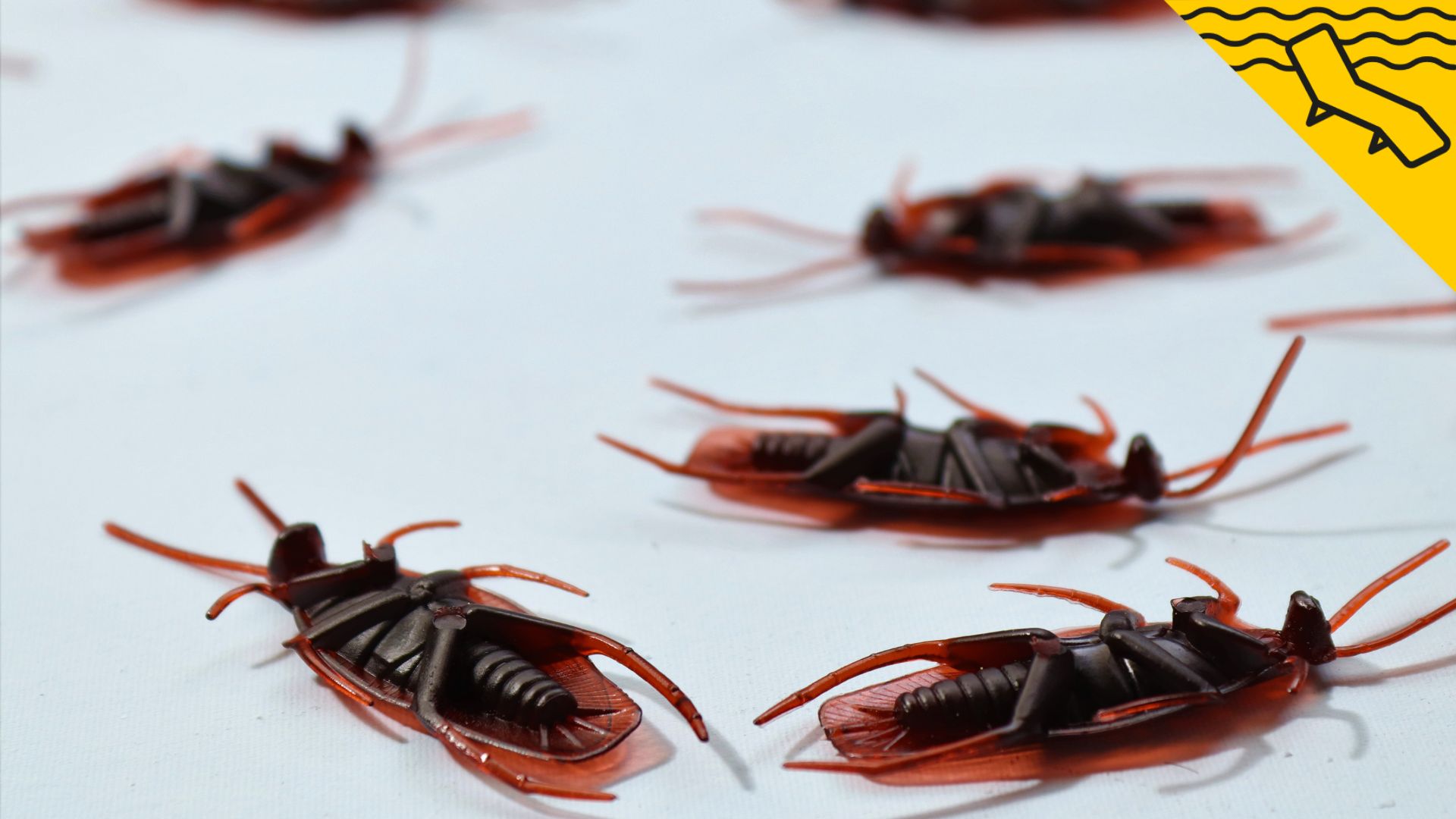 Cómo eliminar las cucarachas con remedios naturales: La guía que necesitas este verano