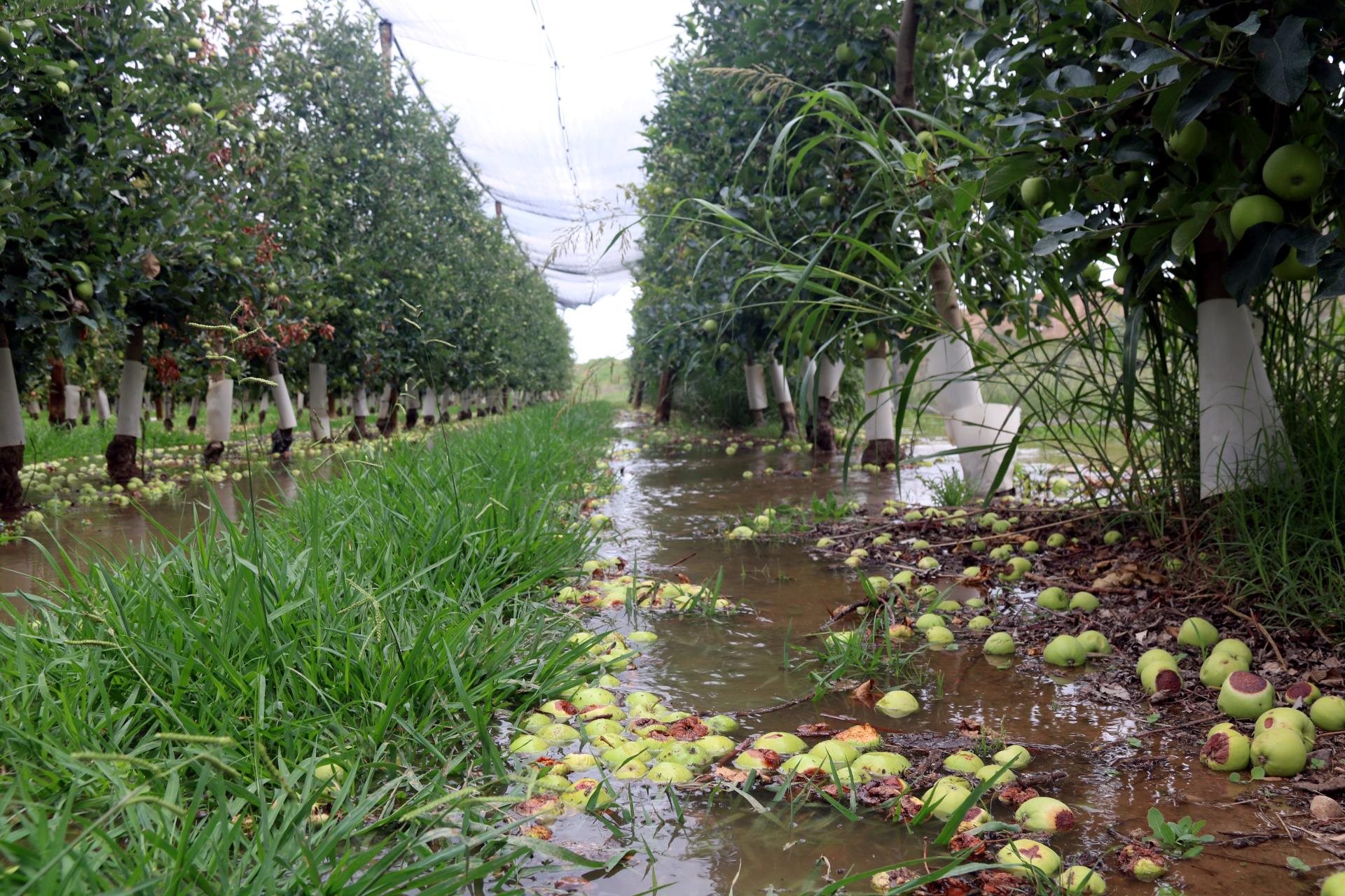 Los productores de fruta del canal de Urgell empiezan a regar los árboles